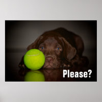 Cachorro De Chocolate Labrador Con Pelota De Tenis