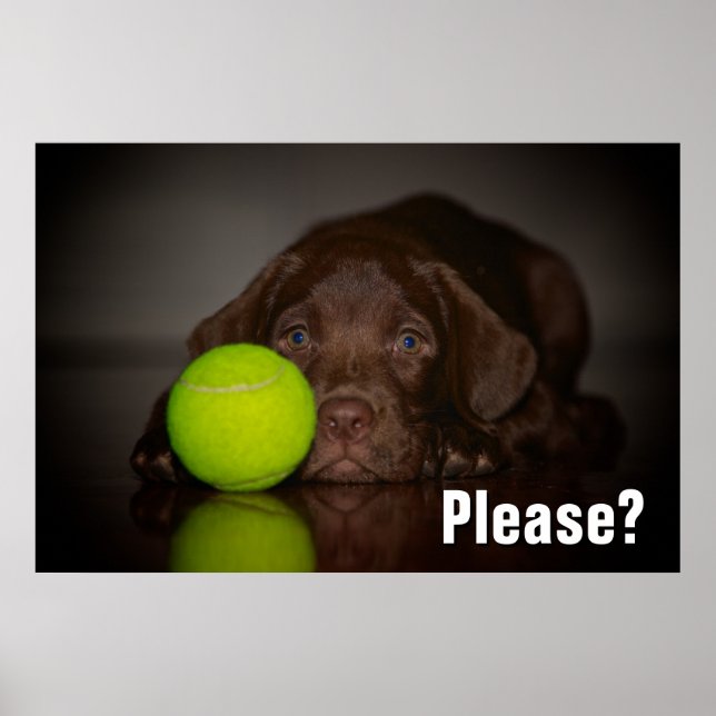 Póster Cachorro De Chocolate Labrador Con Pelota De Tenis (Frente)