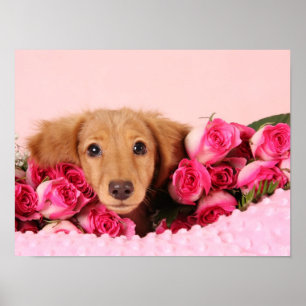 Póster Cachorro de Dachshund rodeado de Rosas