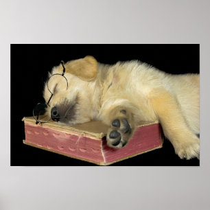 Póster cachorro de golden retriever durmiendo en un libro