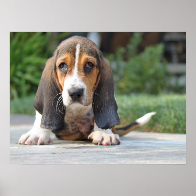 Póster Cachorro de hound basset (Frente)