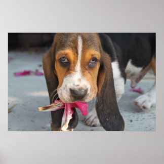 Póster Cachorro de hound basset