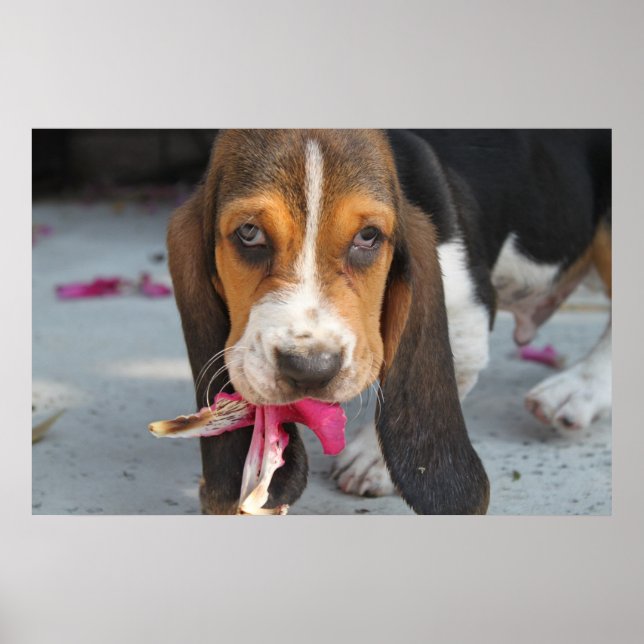 Póster Cachorro de hound basset (Frente)