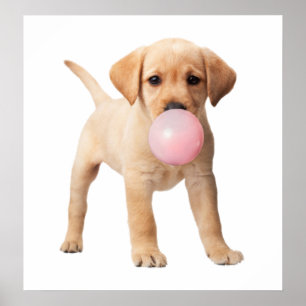 Póster Cachorro de Labrador Retriever Chicle Guardería Ni