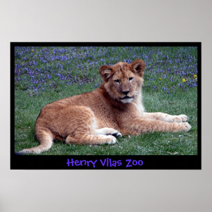 PÓSTER CACHORRO DE LEÓN