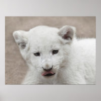 Cachorro de león blanco de seis semanas de edad