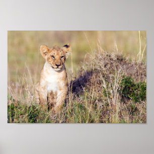 Póster Cachorro de león en África. Foto