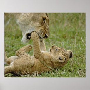Póster Cachorro de León Jugando