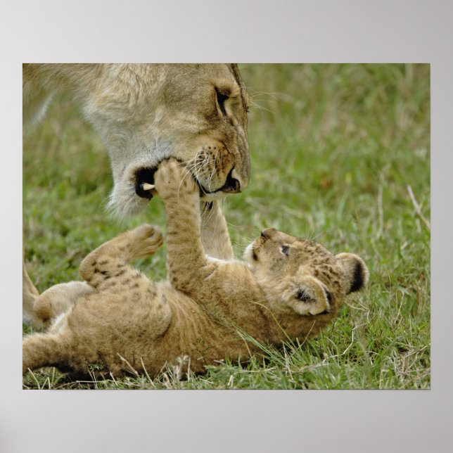 Póster Cachorro de León Jugando (Frente)
