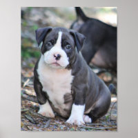 Cachorro de matón