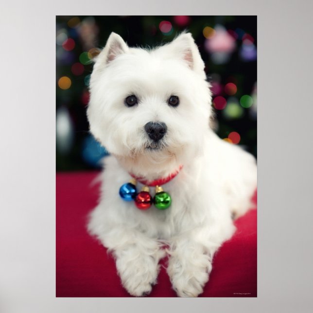 Póster Cachorro de Navidad con campana en el cuello (Frente)