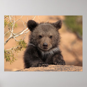 Póster Cachorro de oso grizzly