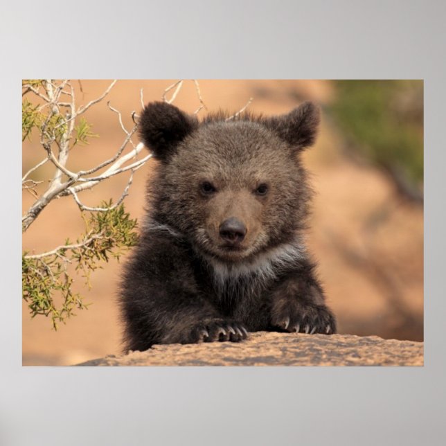 Póster Cachorro de oso grizzly (Frente)