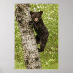 Póster Cachorro de oso negro en el árbol