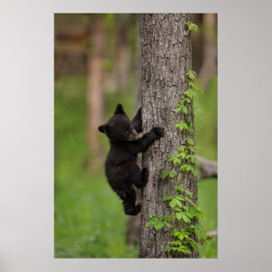 Póster Cachorro de Oso Negro Subiendo un Árbol