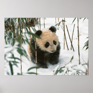 Póster Cachorro de panda en la nieve, Wolong, Sichuan, Ch