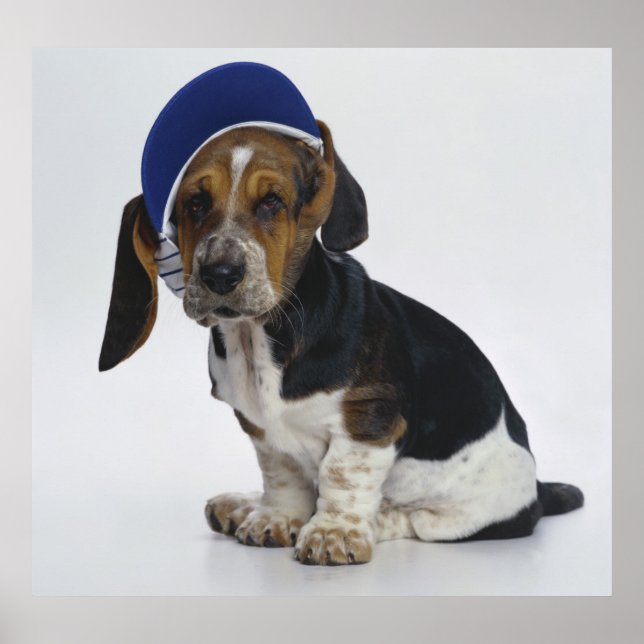 Póster Cachorro de paro basset con visera (Frente)