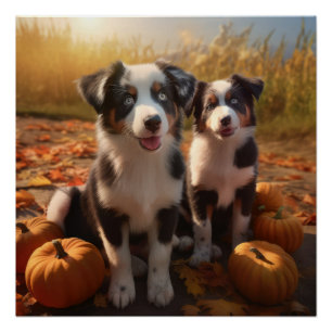 Póster Cachorro de Pastor Australiano Delicia de Otoño Ca