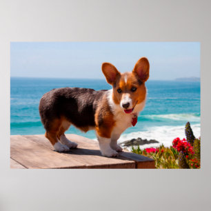 Póster cachorro de Pembroke Welsh Corgi de pie en la mesa