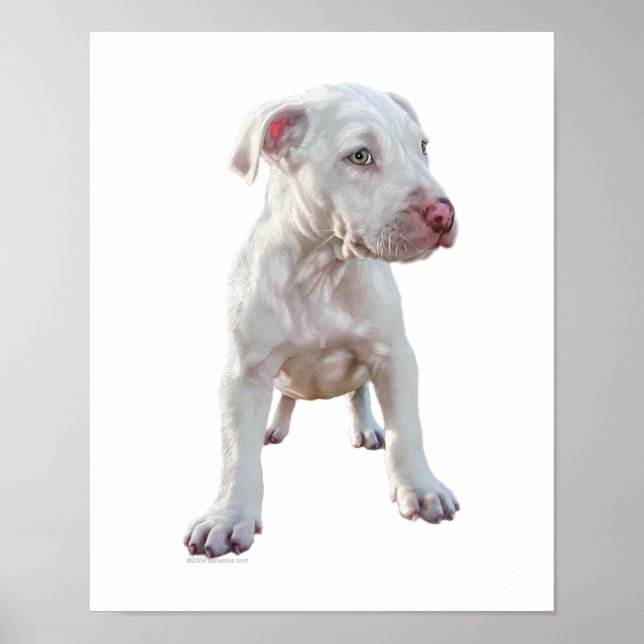 Póster Cachorro de Pitbull Blanco (Frente)