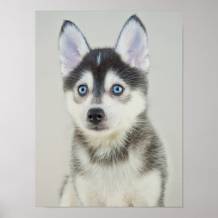 Póster Cachorro de Pomsky