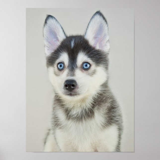 Póster Cachorro de Pomsky (Frente)