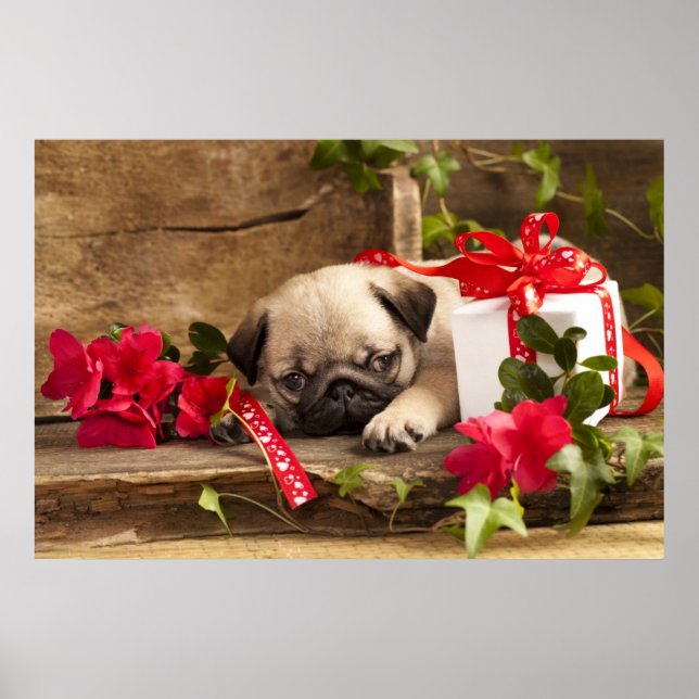 Póster Cachorro de pug y caja de regalo (Frente)
