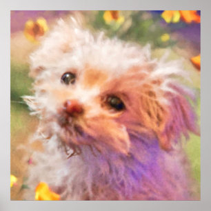 Póster Cachorro de rescate maltés 2 MIRANDO A TRAVÉS DE L