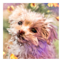 Cachorro de rescate maltés 2 MIRANDO A TRAVÉS DE L