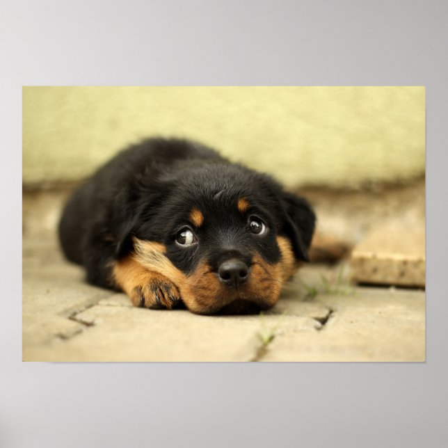 Póster Cachorro de rottweiler (Frente)
