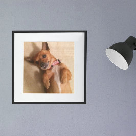 Póster Cachorro de salchicha bronceado en pose de barriga