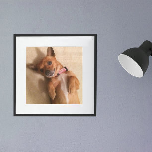 Póster Cachorro de salchicha bronceado en pose de barriga