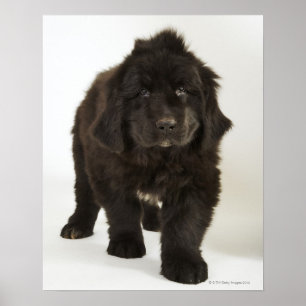 Póster cachorro de Terranova, foto de estudio