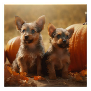 Póster Cachorro de Terrier Australiano Delicia de Otoño C