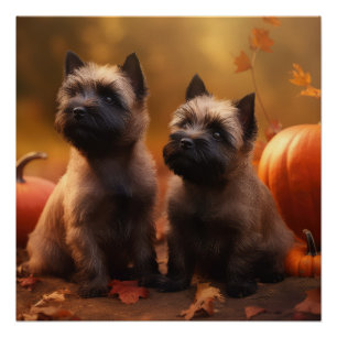 Póster Cachorro de Terrier Cairn Delicia de Otoño Calabaz