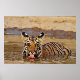 Póster Cachorro de Tigre de Bengala Real, bebiendo agua