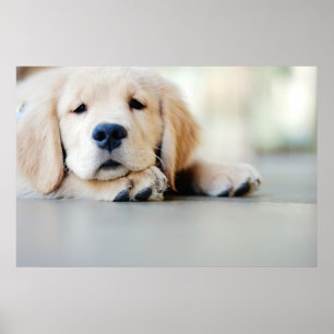 Póster Cachorro dorado espantoso
