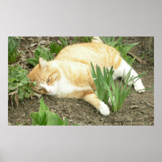 Póster Cachorro en el jardín