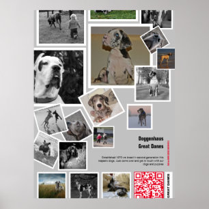 Póster Cachorro gigante de Gran Danés a la venta