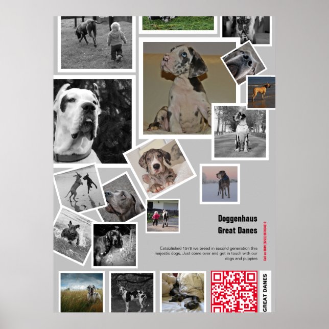 Póster Cachorro gigante de Gran Danés a la venta (Frente)