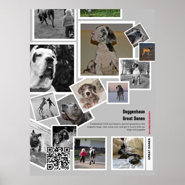 Póster Cachorro gigante de Gran Danés a la venta (Frente)