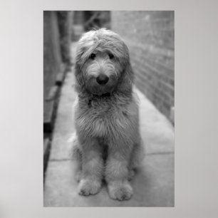 Póster Cachorro Goldendoodle en el patio trasero