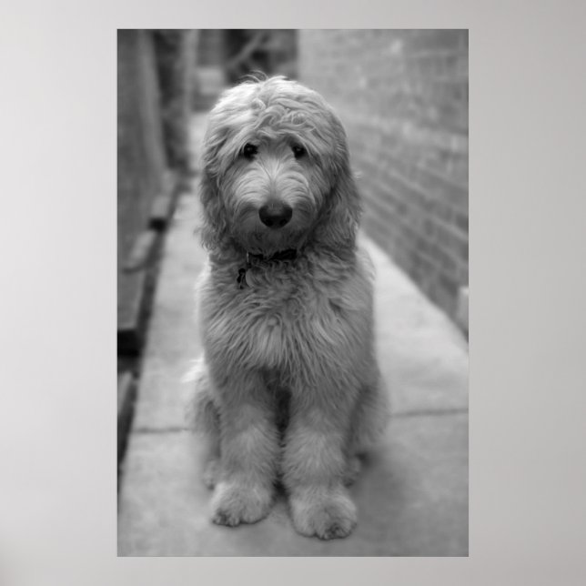 Póster Cachorro Goldendoodle en el patio trasero (Frente)