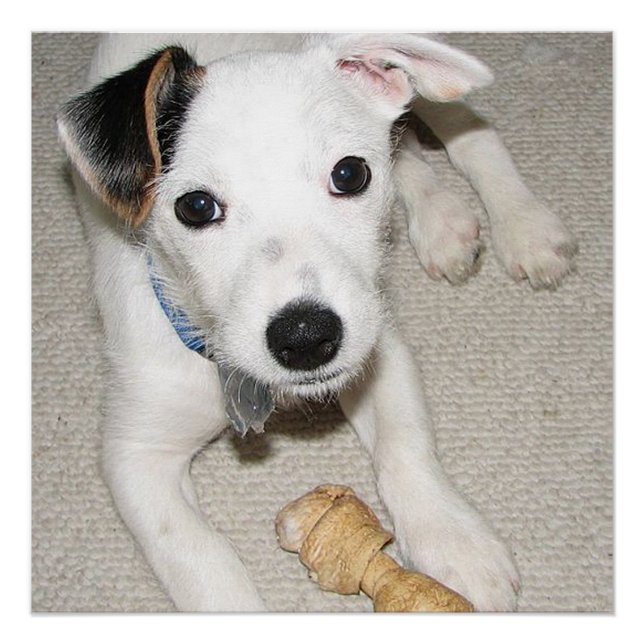Póster cachorro jack russell terrier (Anverso)
