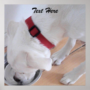 Póster Cachorro Labrador Blanco Lindo Mezcla Bebiendo Agu
