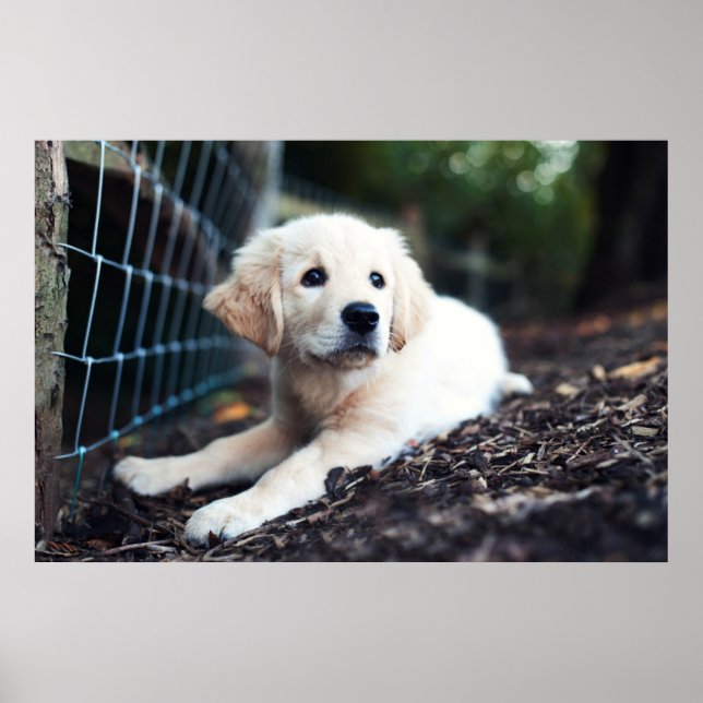 Póster Cachorro Labrador Jugando En El Jardín (Frente)