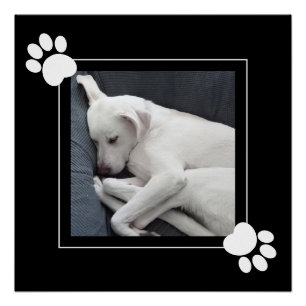 Póster Cachorro Lindo Solo 1 Foto Patas Negras y Blancas 