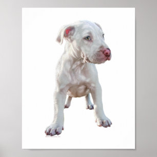 Póster Cachorro Pitbull Blanco