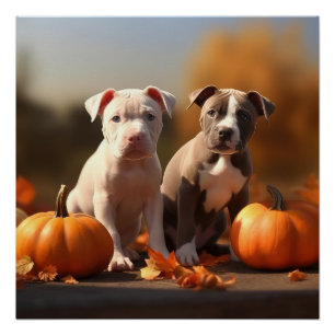 Póster Cachorro Pitbull Delicia de Otoño Calabaza