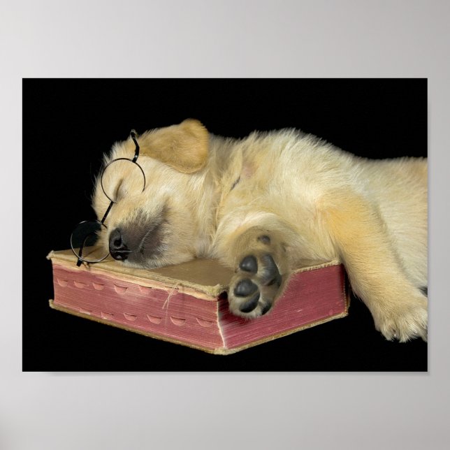 Póster cachorro recuperador dormido en el libro (Frente)